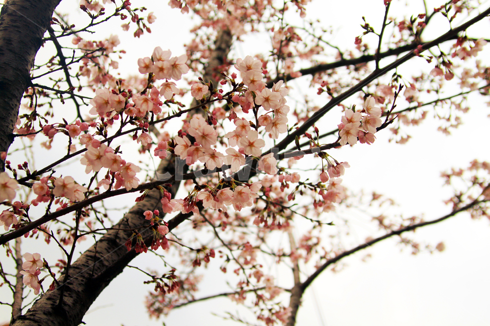 벚꽃,꽃,봄,나무,가지,나뭇가지,봉우리,꽃잎,개화,식물,자연,plants,nature,꽃,flower