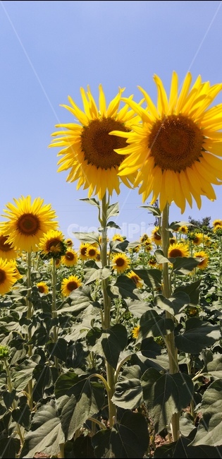 plant,식물,blossom,flower,꽃,해바라기,sunflower,식물,자연,plants,nature,꽃,flower