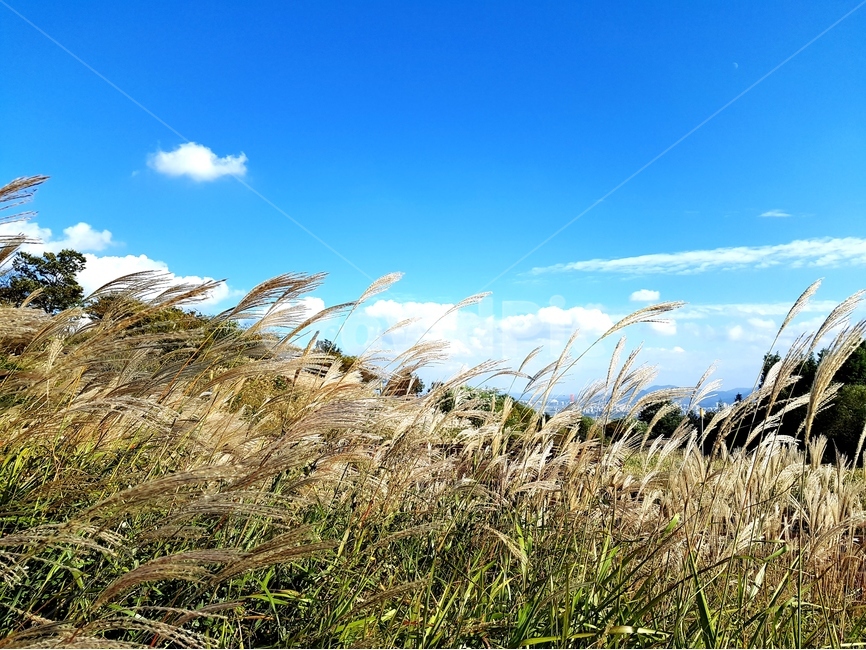 영인산,억새,하늘,가을,풍경,해,뭉게구름,가을,계절,fall,autumn,season,자연,풍경,nature,landscape,grass,잔디,plant,식물,lawn,reed,갈대