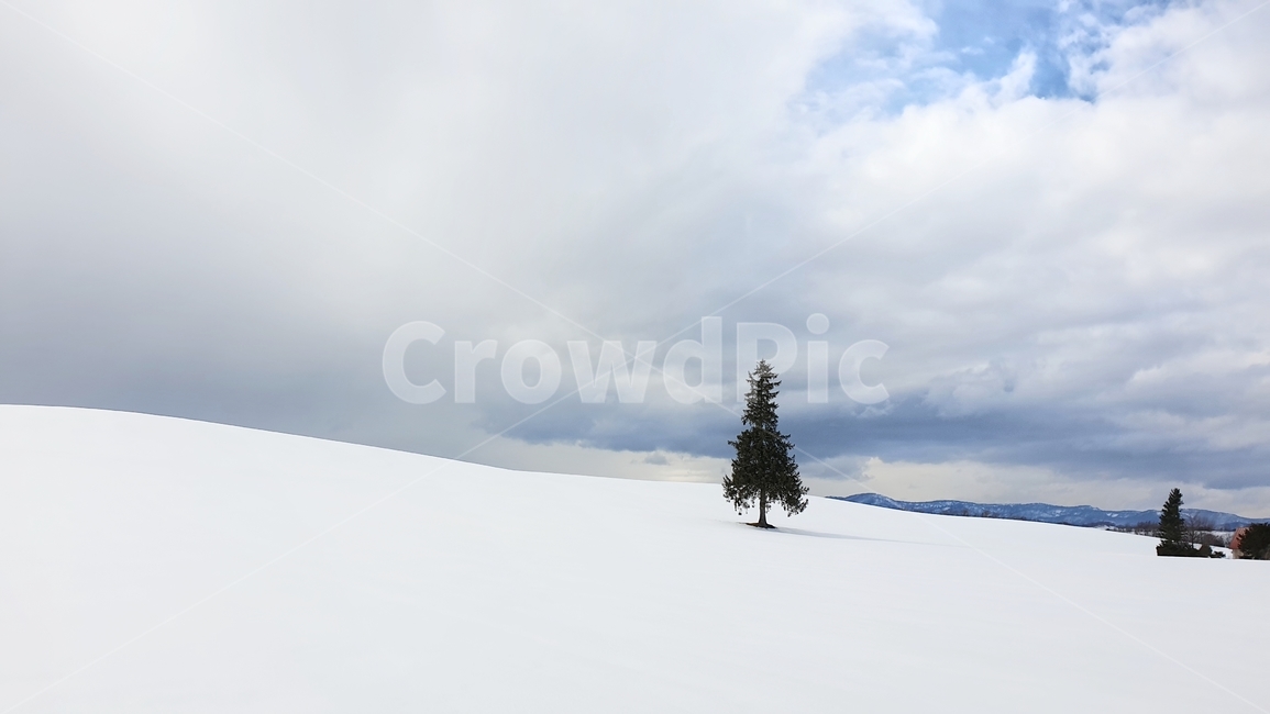 일본,크리스마스트리,눈,설경,나무,자연,japan,snow,tree,겨울,계절,winter,season,자연,풍경,nature,landscape,plant,식물,fir,전나무