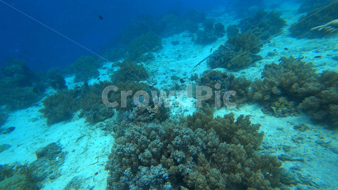 water,물,sea,바다,nature,자연,ocean,대양,해양생물,reef,암초,animal,동물,scubadiving,스쿠버다이빙,sport,스포츠,해양스포츠,sealife