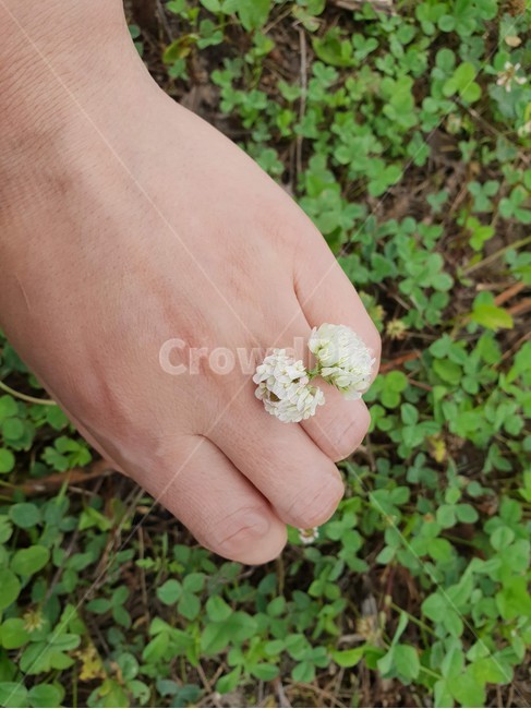 손,여자,신체,사람,꽃반지,약속,감성,여름,꽃,flower,사람,인물,인간,human,person,신체일부,몸,body