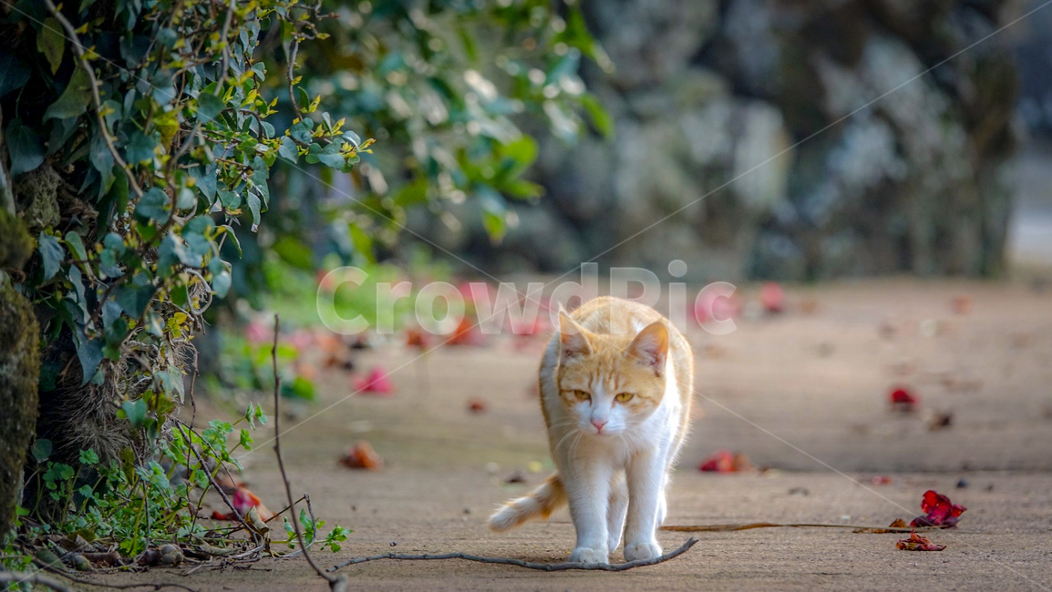 고양이,길고양이,cat,猫,동물,aniumal,동백꽃