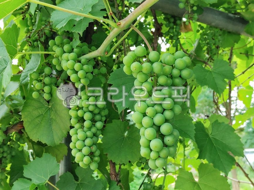 청포도,포도,포도나무,과일,청포도송이