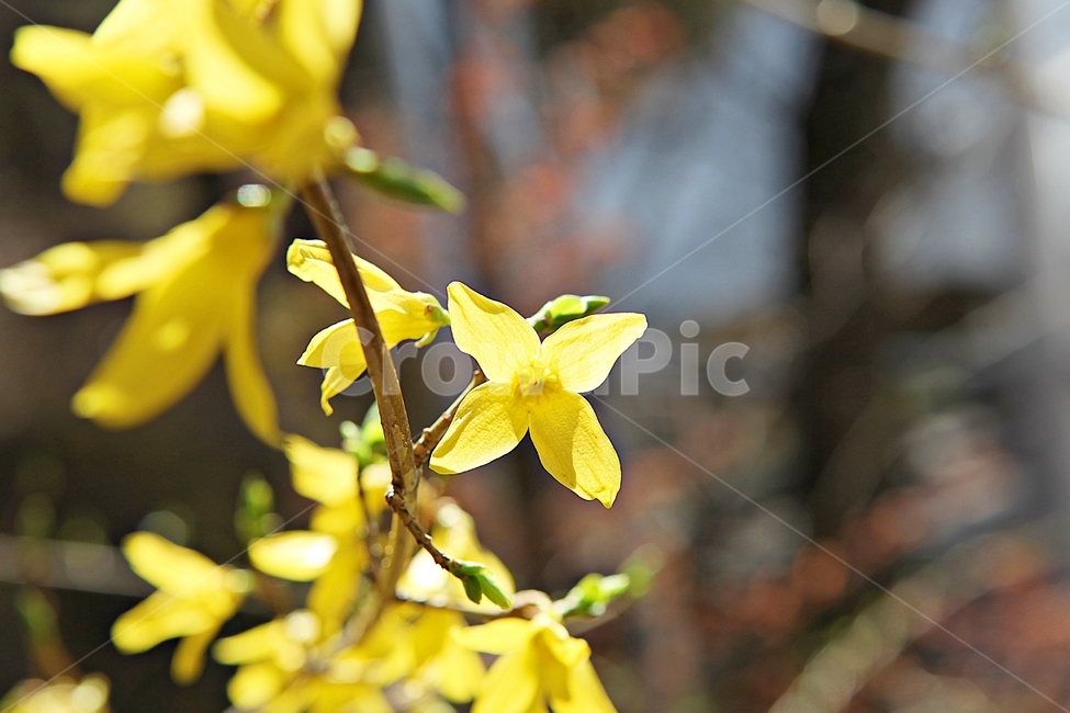 개나리,개나리꽃,꽃,노랑,봄꽃,봄,식물,자연,공원,식물,자연,plants,nature,꽃,flower