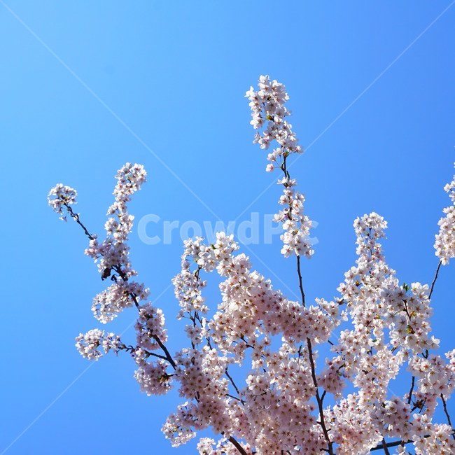 plant,식물,blossom,꽃,flower,벚꽃