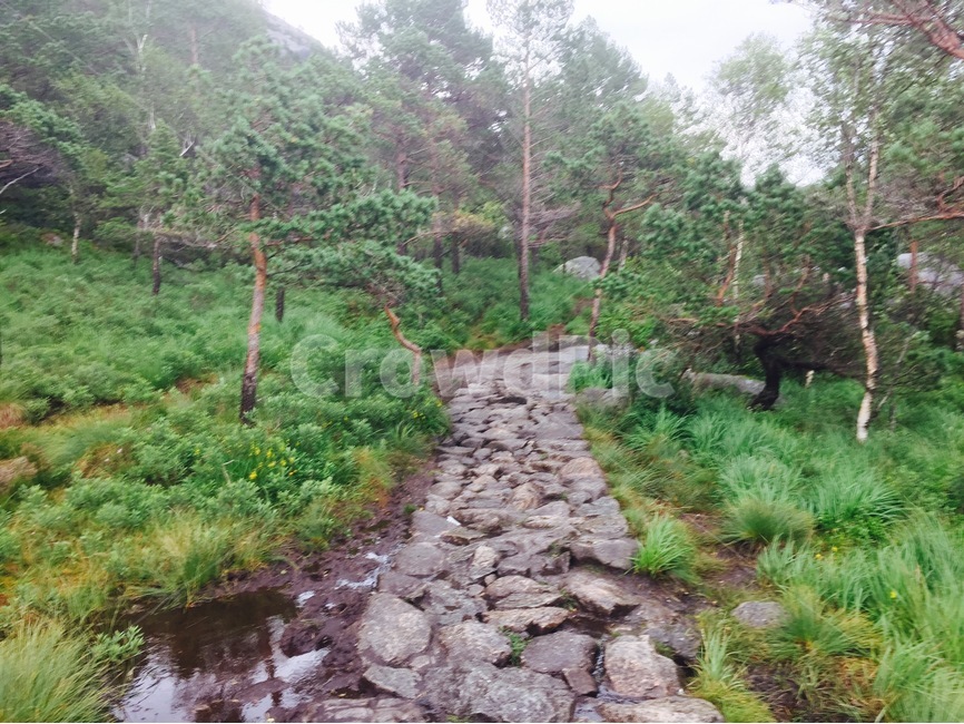 자갈길,숲길,노르웨이,프레이케스톨렌,숲속,고독,자연,풍경,nature,landscape