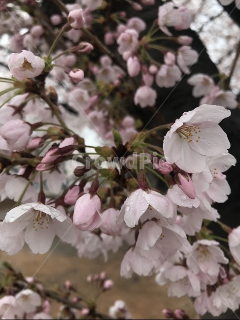 식물,flower,꽃,blossom,벗꽃,이슬비,아침