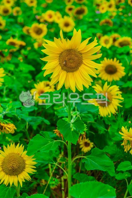 sunflower,plant,flower,summer plant,leaf,summer flower,outdoor,nature,summer,summer,season,plants,nature,flower,plant