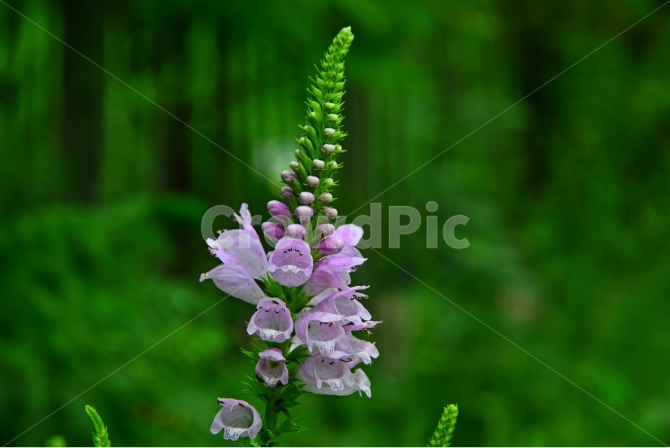 plant,식물,blossom,flower,꽃,야생화,꽃범의꼬리