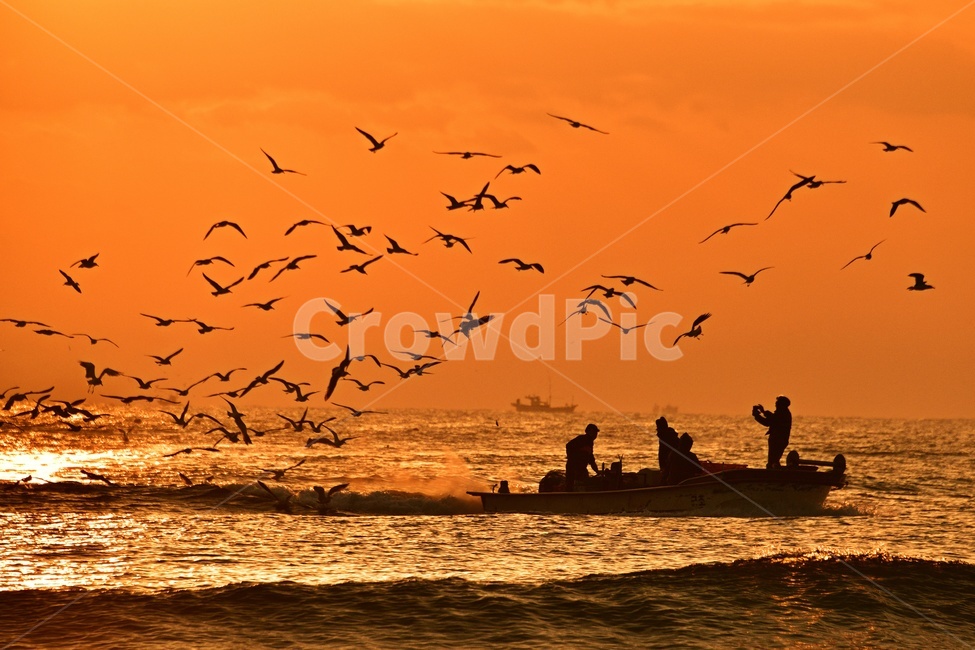 울산,강양항,멸치잡이배,갈매기,animal,동물,flock,대군,human,인간,person,사람,여명,일출,빛,황금색,바다,물결,하늘,해무,어부,자연,풍경,nature,landscape,한국자연풍경,한국자연경관,korea nature landscape,어업,fishery,fishing industry