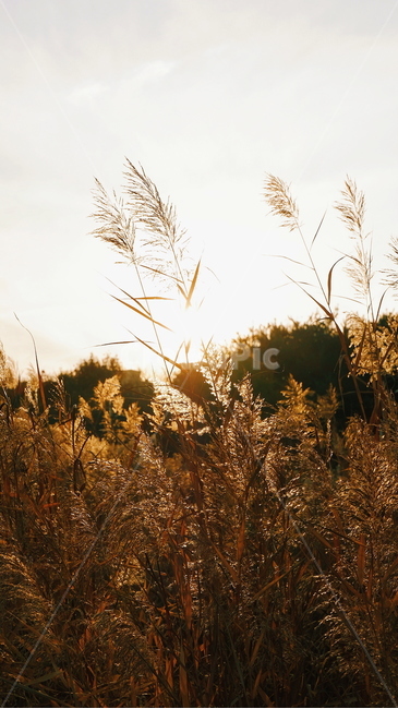 가을,갈대,노을,자연,풍경,가을,계절,fall,autumn,season,식물,자연,plants,nature,휴식,힐링,rest,relaxation,healing,grass,잔디,plant,light,빛,flare,플레어,lawn