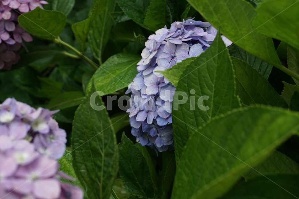 꽃,수국,식물,flower,hydrangea