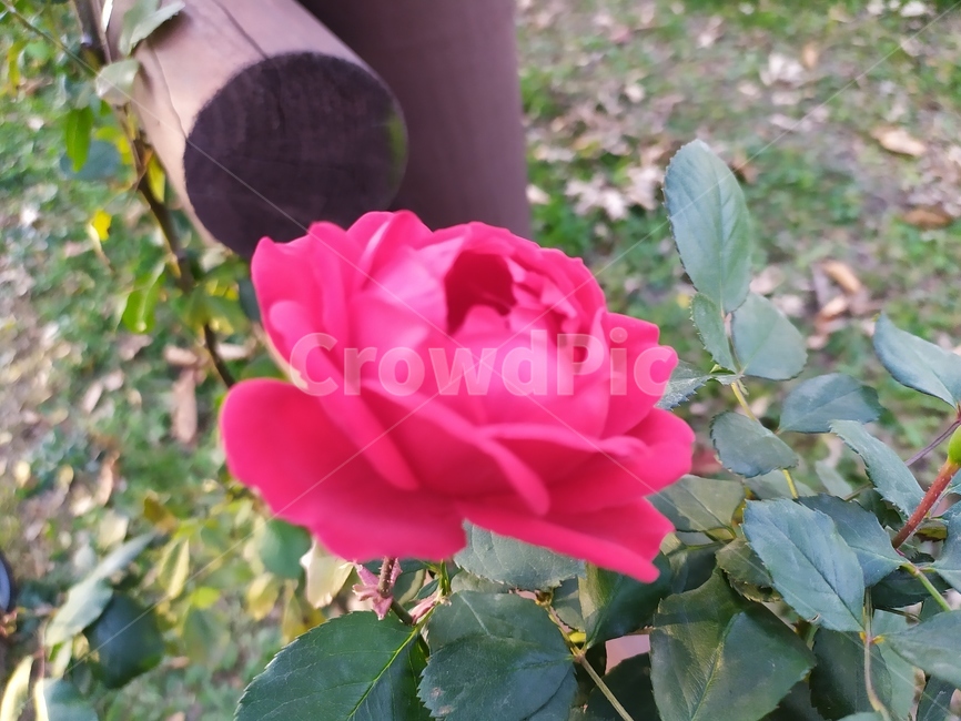 blossom,꽃,flower,장미,rose,식물,plant,식물,자연,plants,nature,꽃,flower