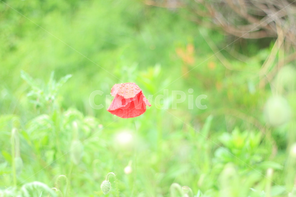여름,향기,비,양귀비,위로,식물,자연,plants,nature,꽃,flower