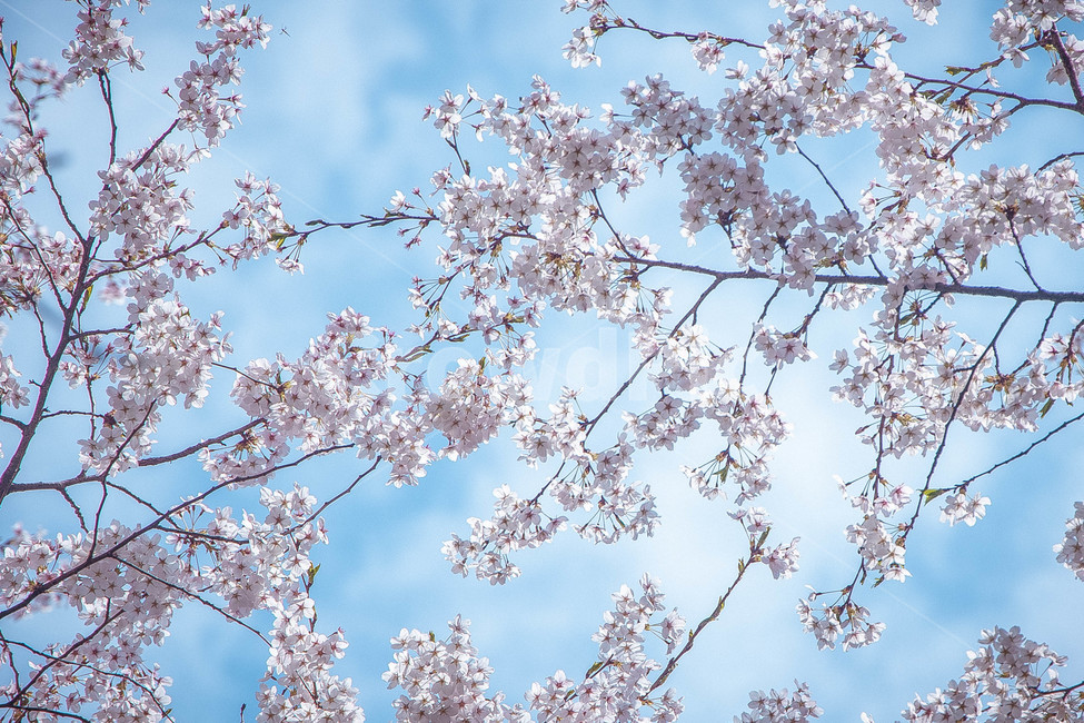 벚꽃,하늘,봄,꽃,감성,분홍,하늘색,cherryblossom,sky,spring,flower