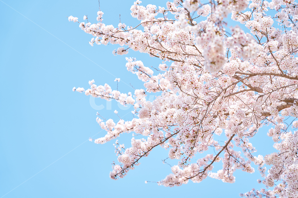 벚꽃,cherryblossom,spring,봄,나들이,하늘,skyblue