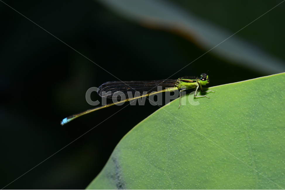 자연,접사,근접촬영,곤충,macro,micro,녹색,green,실잠자리,closeup,연잎,동물,animal,곤충,벌레,insect,bug
