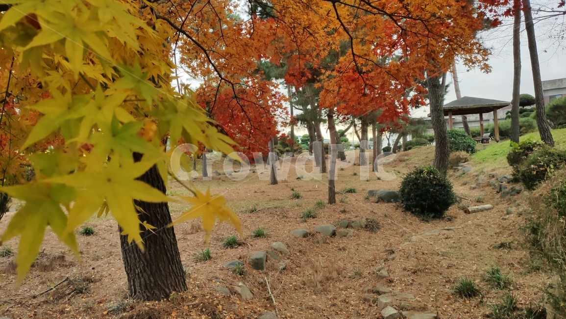 가을단풍,경치,애기단풍,가을,엽록소,plant,식물,leaf,잎,tree,나무,ground,바닥,가을,계절,fall,autumn,season,식물,자연,plants,nature,나무,trees,wood