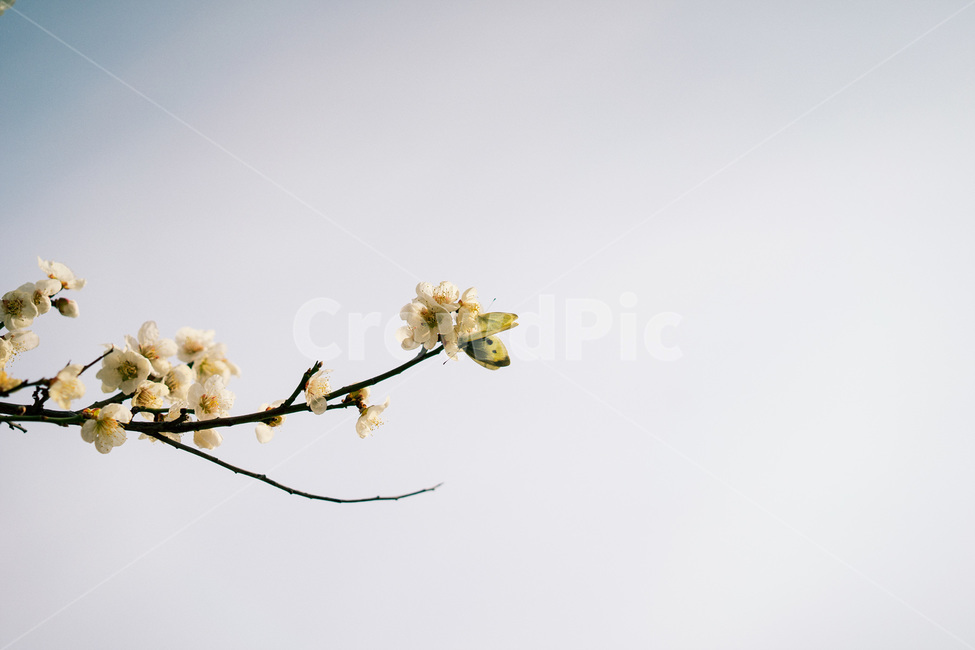 꽃,봄,봄꽃,자연,감성,나비,꽃나비,봄,계절,spring,season,식물,자연,plants,nature,꽃,flower,동물,animal,곤충,벌레,insect,bug,plant