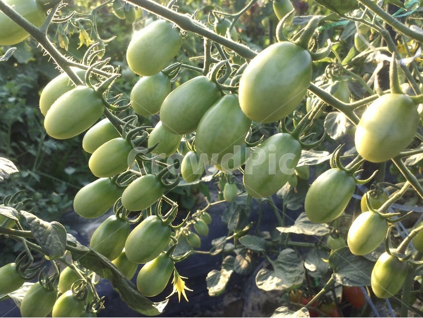 방울토마토,과일,열매,노란꽃,loveapple,식물,자연,plants,nature,과일,열매,fruit,채소,야채,vegetables