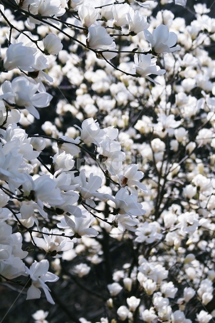 plant,식물,blossom,꽃,flower