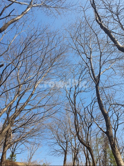 tree,나무,plant,식물,treetrunk,나무줄기,겨울,하늘,sky,식물,자연,plants,nature,나무,trees,wood