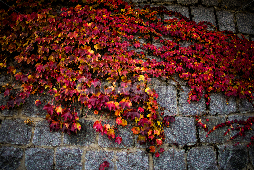 담쟁이,북촌입구,가을,추억,회상,담벼락,가을,계절,fall,autumn,season,plant,식물,leaf,잎,path,통로,walkway,보도