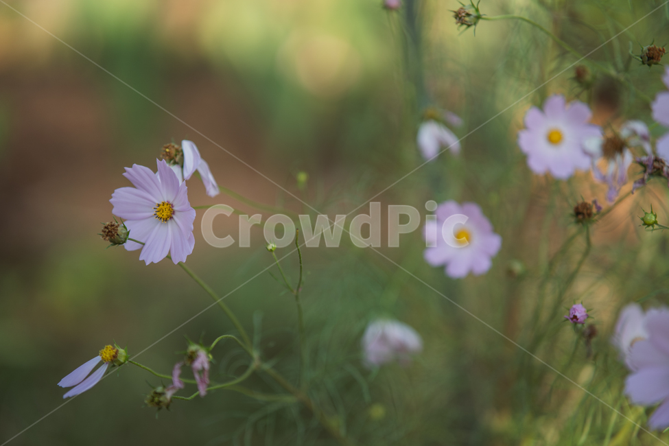 flowers,plant,botanical,꽃,식물,식물,자연,plants,nature,꽃,flower