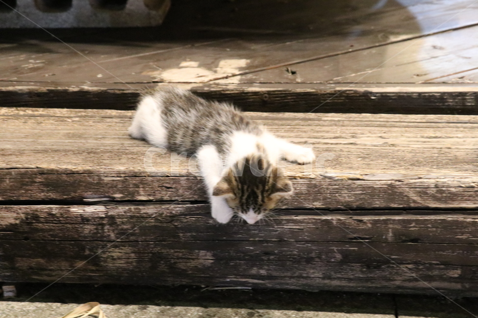 고양이,새끼고양이,아기고양이,낮잠,길고양이,아기,귀여움,밤,동물,동물,animal,포유류,mammal,고양이,cat,kitten,kitty