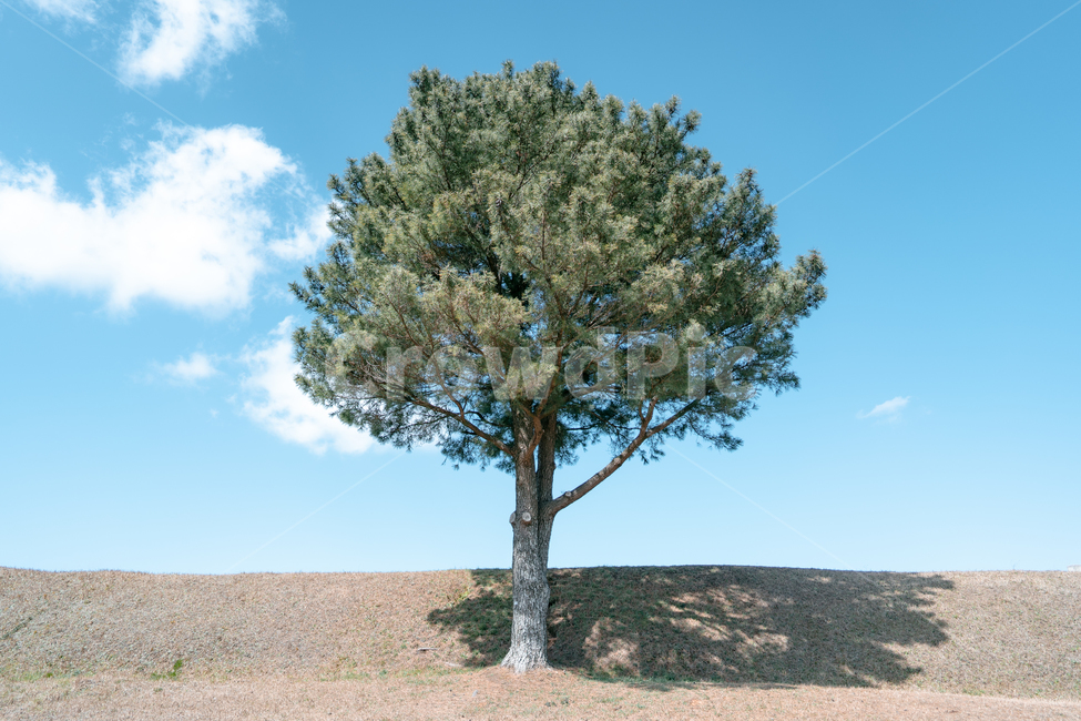 나무,왕따나무,tree,풍경,landscape,plant,식물