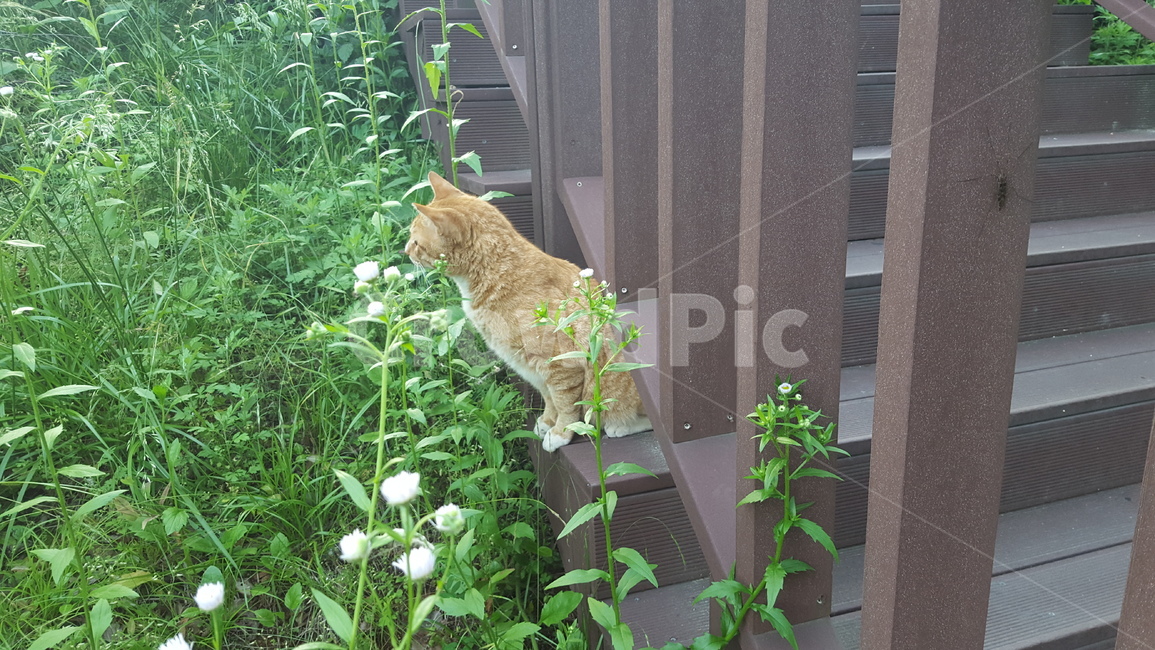 고양이,봄꽃,길고양이,풀내음,잔디,공원,식물,감성사진,여유로움,cat,alleycat,springflowers,grass,park,relax,동물,animal,포유류,mammal,고양이,cat,kitten,kitty