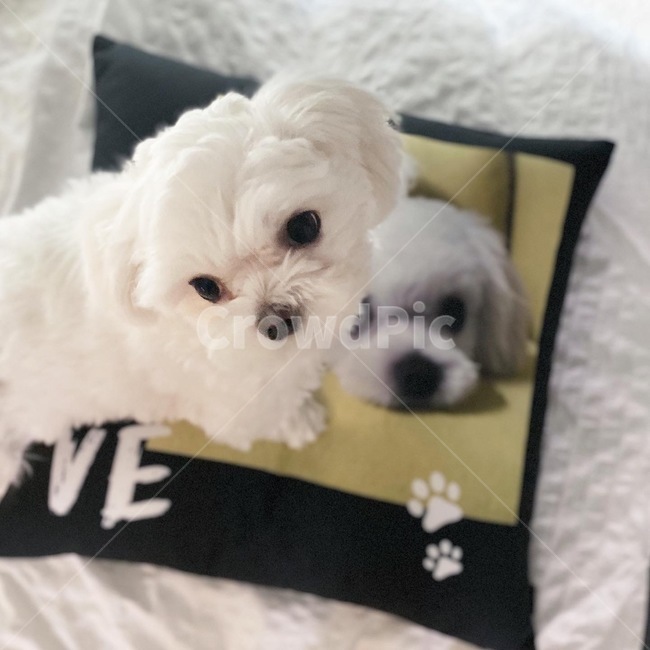 말티즈,화이트,dog,animal,pet,귀여운,사랑스러운,cute,small,young,cushion