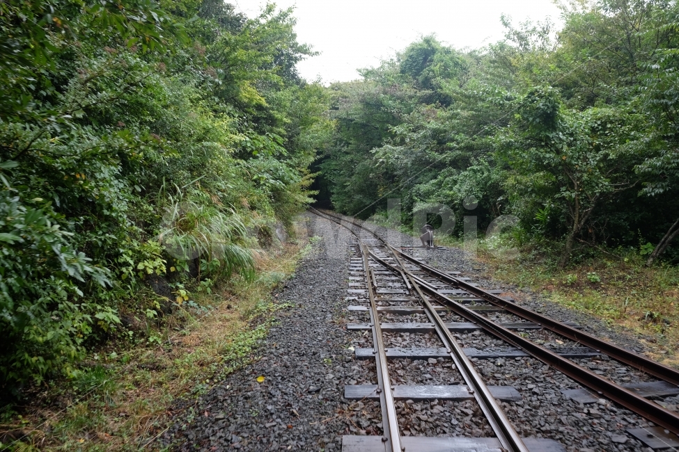 나무,숲,기찻길,철길,제주,에코랜드,여행,관광,자연,풍경,nature,landscape,교통,교통수단,traffic,transportation,railway,철도,train track,rail,레일,road,도로,dirt road,흙길,gravel,자갈