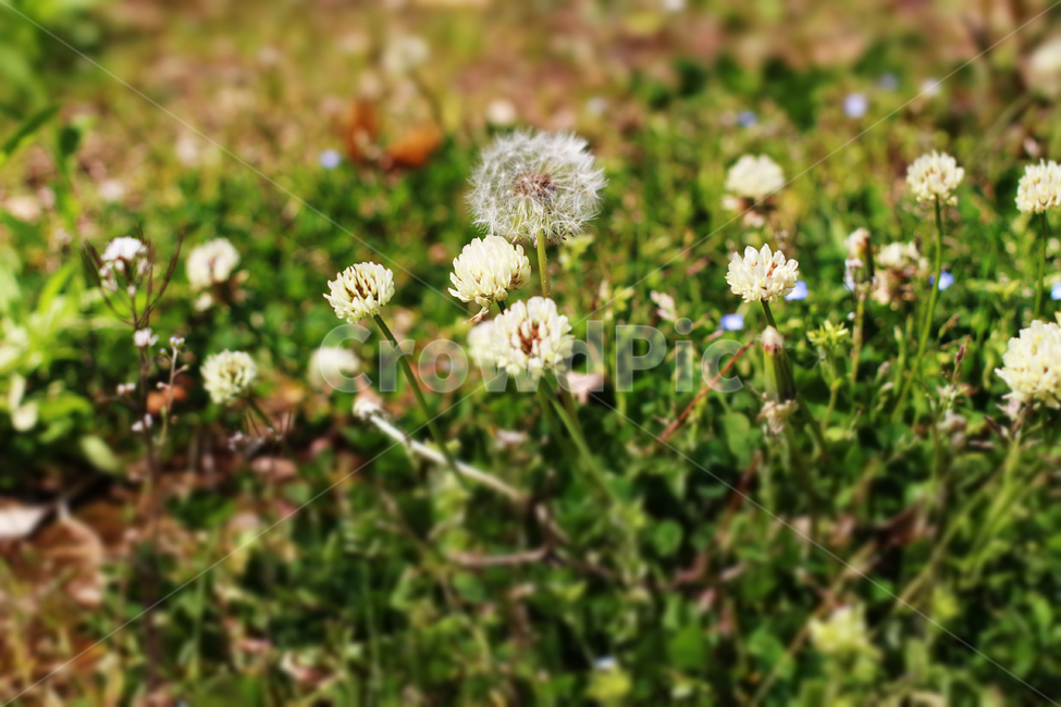 토끼풀,민들레홀씨,크로버,잔디,공원,식물,자연,plants,nature,꽃,flower