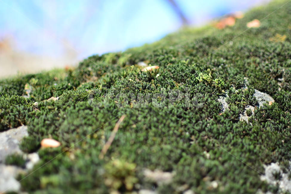 이끼,생명력,합판,나무,식물,자연,오랜,감성,plants,nature,초록,선태식물,계절,포자,moss,식물,자연,plants,nature