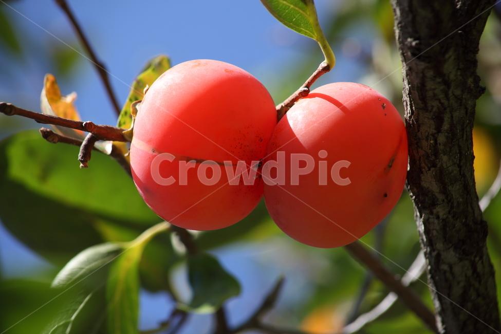 감나무,감,홍시,persimmon,fruit,과일,열매,fruit