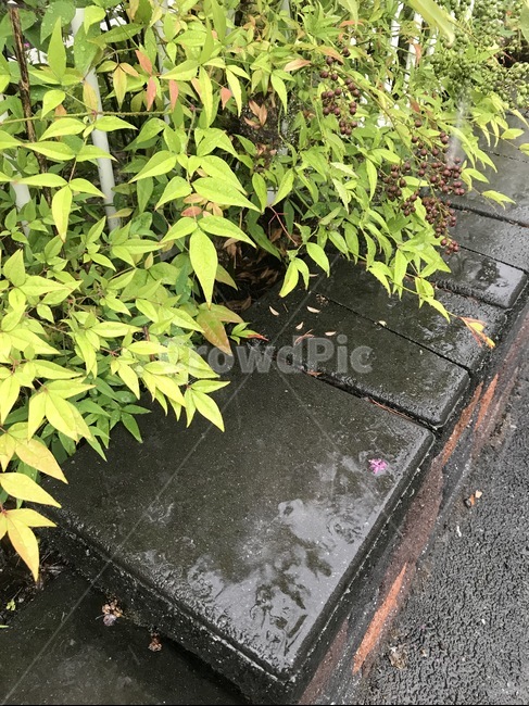flagstone,판석,slate,슬레이트,leaf,잎,plant,식물,비오는날,빗방울,비,rain,rainy,raining