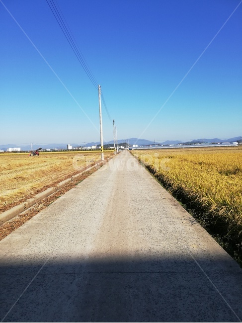 벼,수확,농사,자연,도로,농업,농사,agriculture,farming,farming industry
