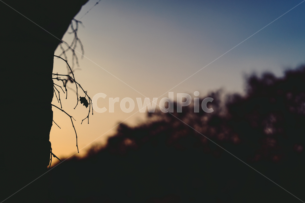 자연,풍경,노을,어둠,가을,식물,자연,plants,nature,감성,sensible,feeling