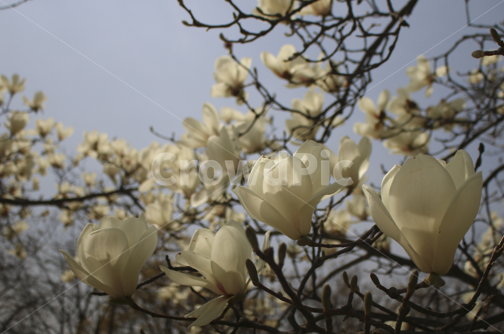 flower,blossom,꽃,petal,꽃잎,plant,식물,white,whiteflower,spring,봄,봄꽃,흰꽃,하얀꽃,sky,하늘