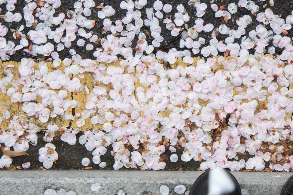 봄,꽃잎,petal,벚꽃,자연,spring,계절,봄,계절,spring,season,꽃,flower,감성,sensible,feeling,plant,식물,blossom