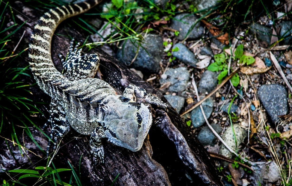 도마뱀,동물,파충류,뱀,이구아나,동물,animal,파충류,양서류,reptile,amphibian