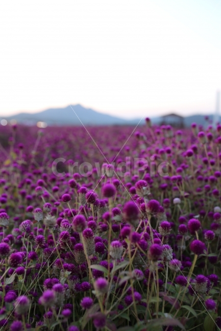 천일홍,꽃,국내여행,한국여행,자연풍경,천일홍군락지,나리공원,마젠타,핑크,진핑크,노을,저녁,해질녘,가을꽃,가을풍경,식물,자연,plants,nature,꽃,flower