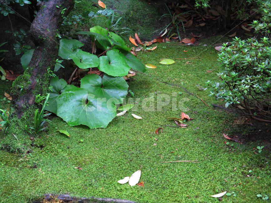 숲,자연,풍경,비오는숲,녹색,식물,잎,식물,자연,plants,nature