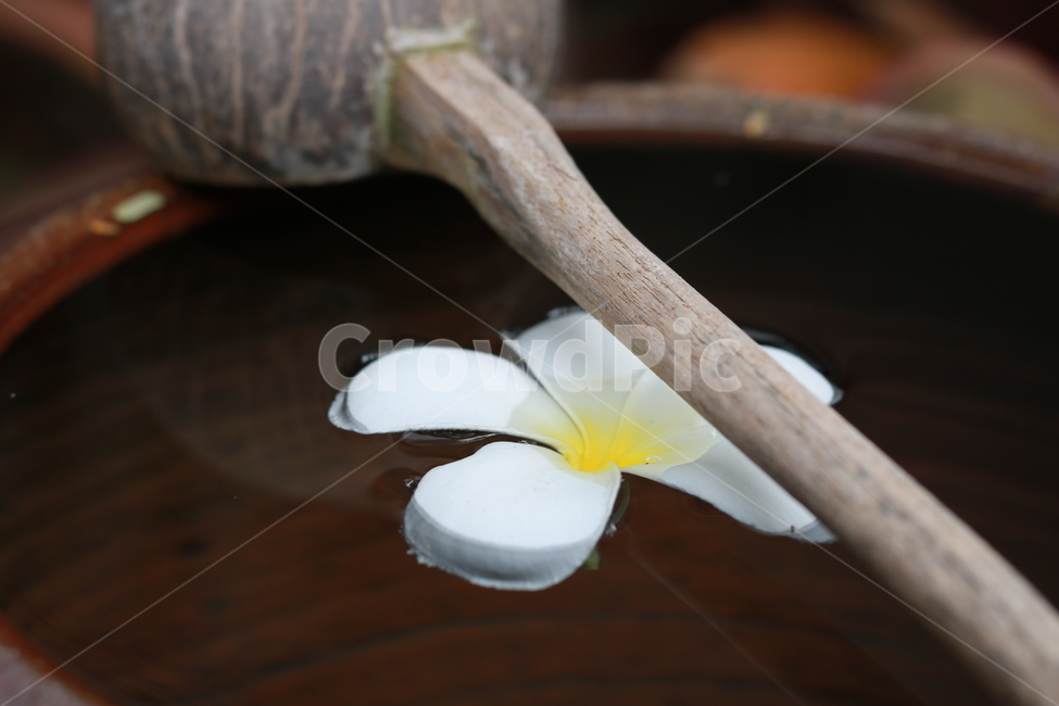 물동이,꽃잎,flower,petal,꽃