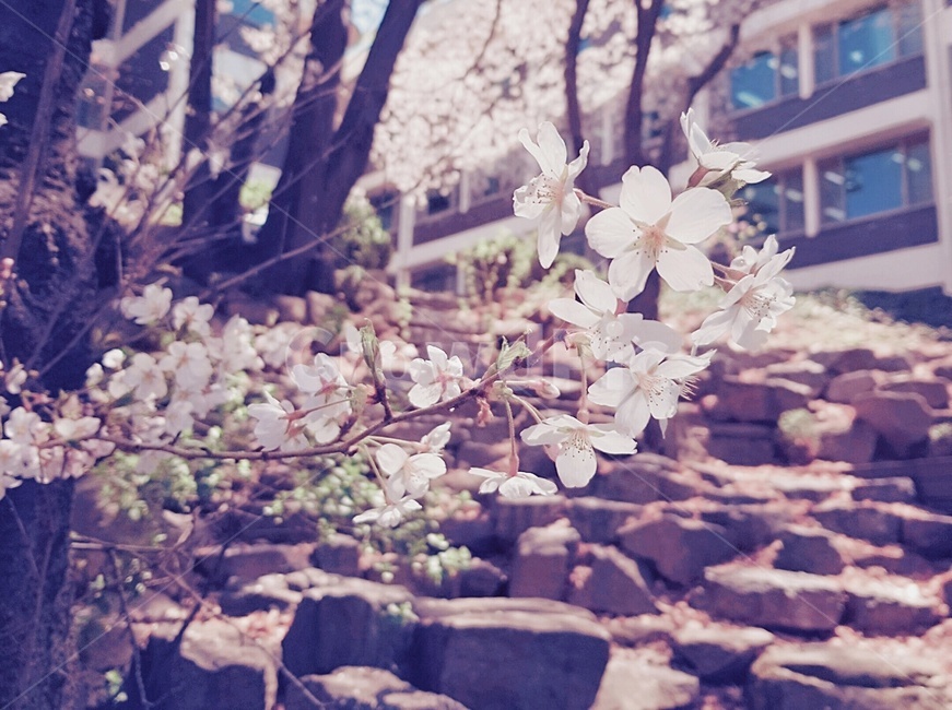 봄,벚꽃,cherryblossom,blossom,꽃,flower,plant,식물
