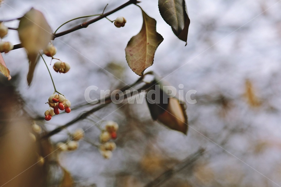 가을,공원,나뭇가지,fall,park,tree,나무열매,갈색,brown,가을,계절,fall,autumn,season,식물,자연,plants,nature,plant
