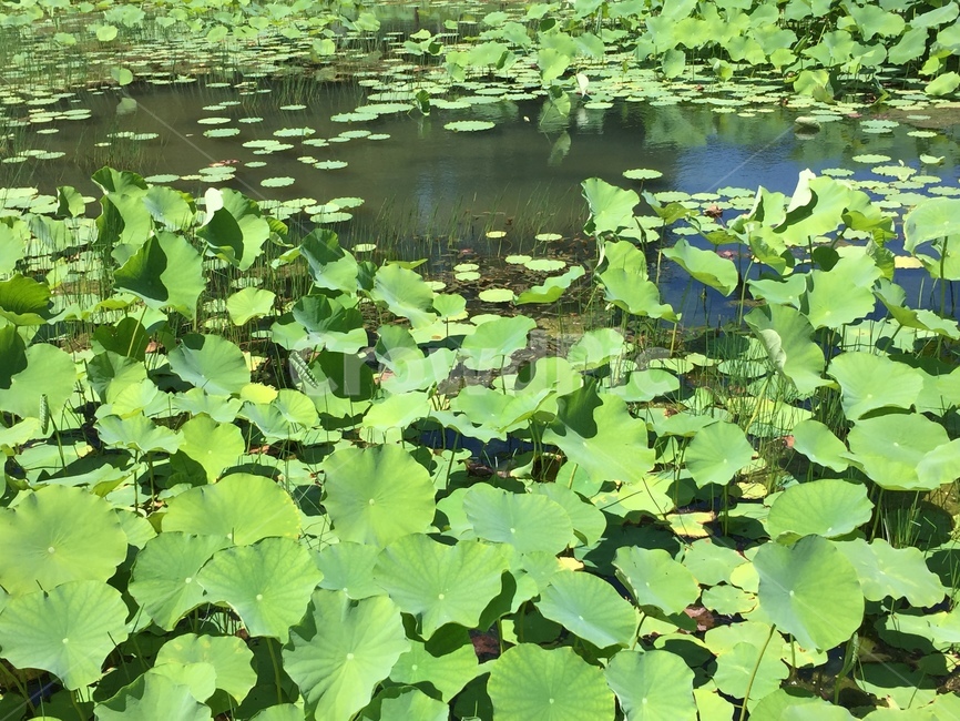 연꽃,lotus,연못,연못정원,pool,자연,풍경,nature,landscape,plant,식물,outdoors,옥외,land,땅