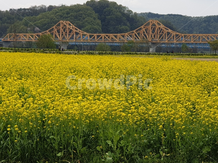 유채,유채꽃,유채밭,봄,철교,산
